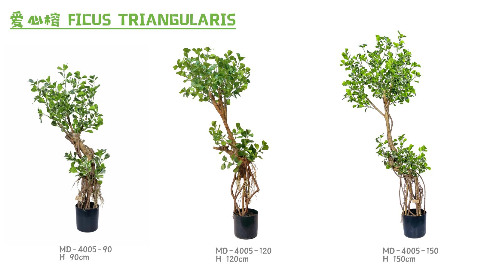 Ficus Trees
